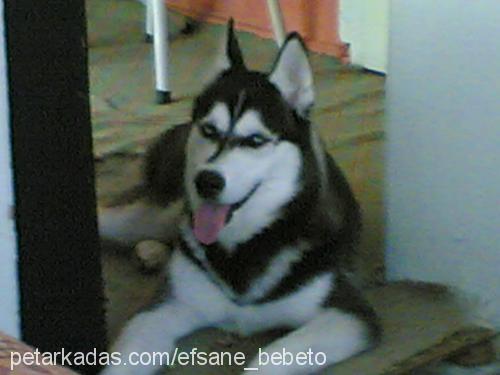 baron Erkek Sibirya Kurdu (Husky)