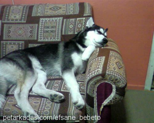 baron Erkek Sibirya Kurdu (Husky)