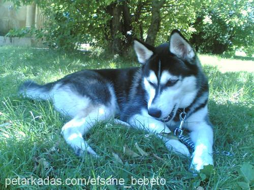 baron Erkek Sibirya Kurdu (Husky)