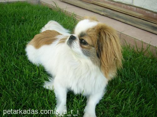 Çaki Erkek Pekingese