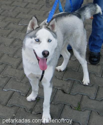 ARES Erkek Sibirya Kurdu (Husky)