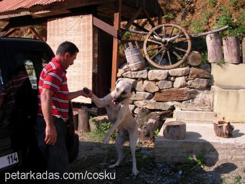 paşa Erkek Kangal