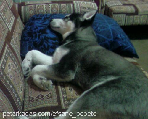 baron Erkek Sibirya Kurdu (Husky)