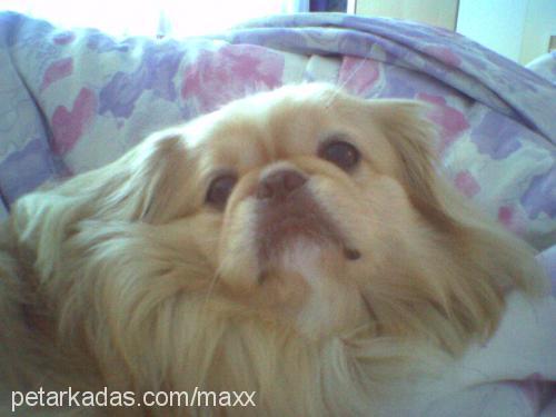 max Erkek Pekingese