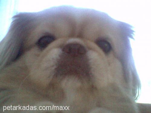 max Erkek Pekingese