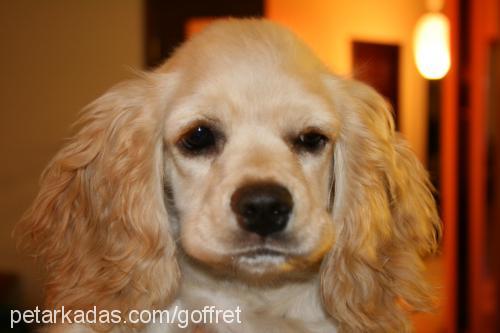 gofret Dişi Amerikan Cocker Spaniel