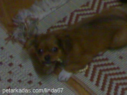 linda Dişi Tibetli Spaniel