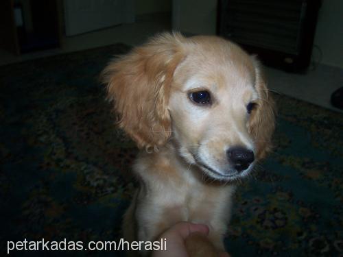 Hera Dişi İngiliz Cocker Spaniel