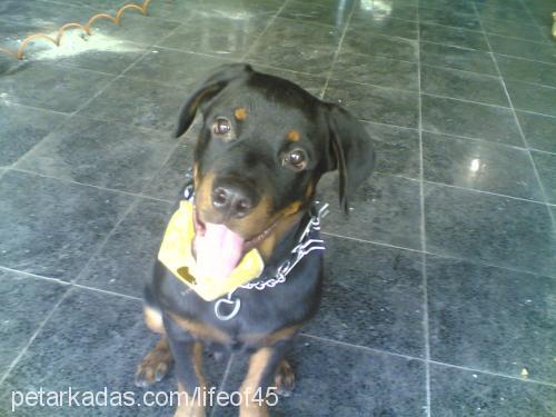 :)HERO(: Erkek Rottweiler