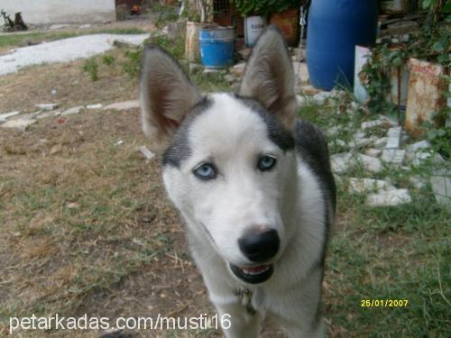 LADY  Dişi Sibirya Kurdu (Husky)