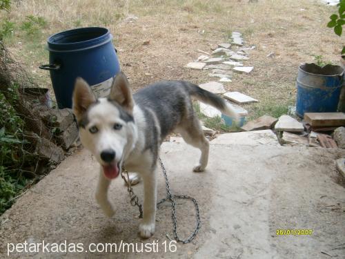 LADY  Dişi Sibirya Kurdu (Husky)