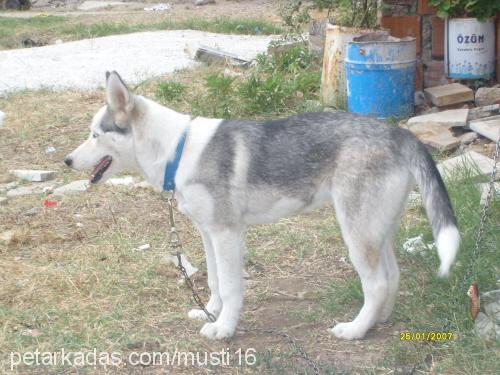 LADY  Dişi Sibirya Kurdu (Husky)