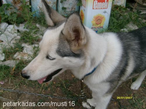 LADY  Dişi Sibirya Kurdu (Husky)