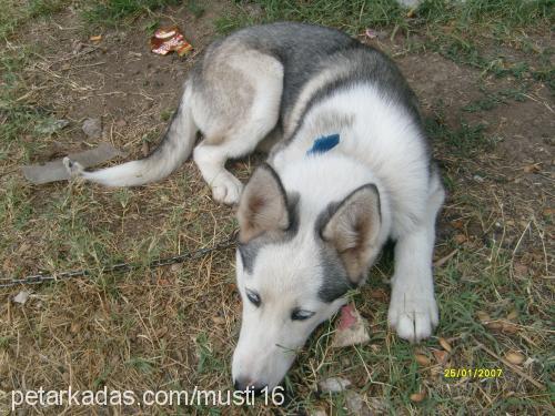 LADY  Dişi Sibirya Kurdu (Husky)