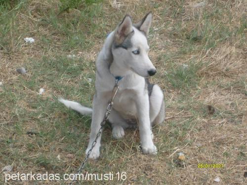 LADY  Dişi Sibirya Kurdu (Husky)