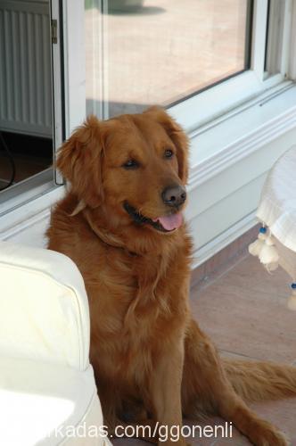 dali Erkek Golden Retriever