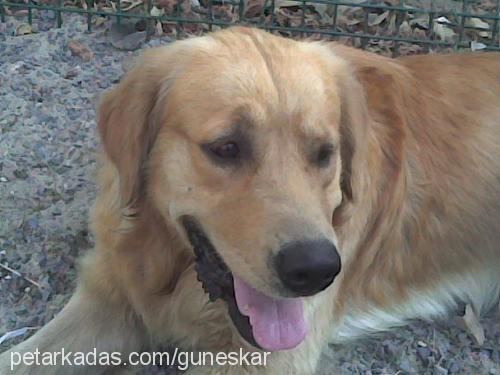 Rex Erkek Golden Retriever