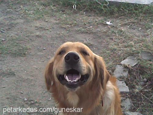 Rex Erkek Golden Retriever