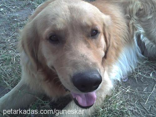 Rex Erkek Golden Retriever