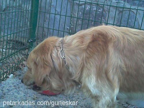 Rex Erkek Golden Retriever