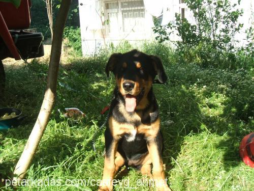 yetiş Erkek Rottweiler