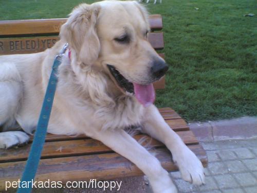 floppy Erkek Golden Retriever