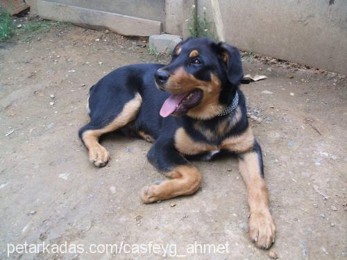 yetiş Erkek Rottweiler