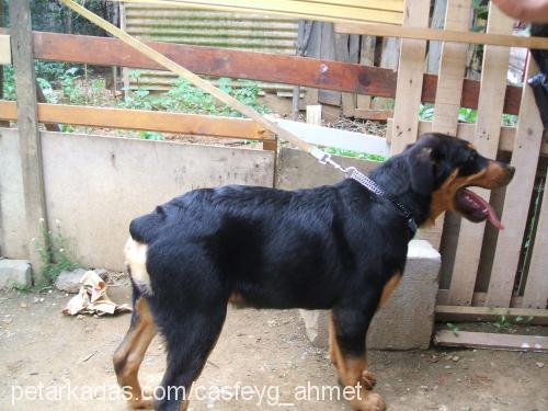 yetiş Erkek Rottweiler