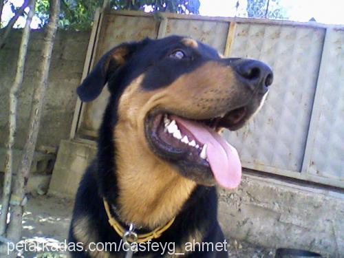 yetiş Erkek Rottweiler