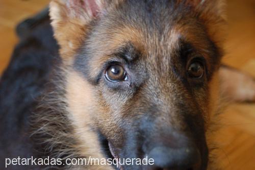 eddie Erkek Alman Çoban Köpeği