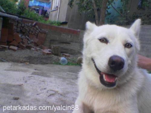 ÇITIR Dişi Sibirya Kurdu (Husky)