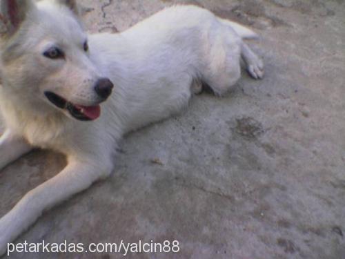 ÇITIR Dişi Sibirya Kurdu (Husky)