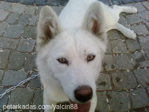 ÇITIR Dişi Sibirya Kurdu (Husky)