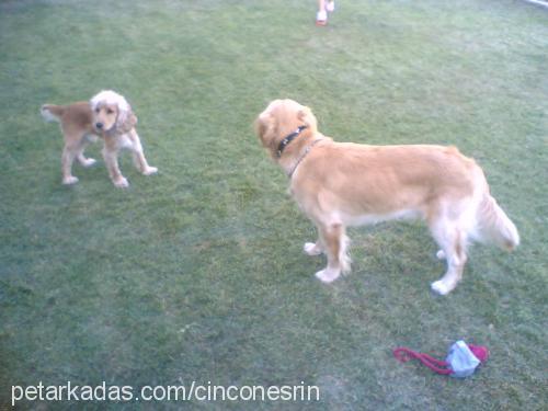 cincon Erkek Golden Retriever