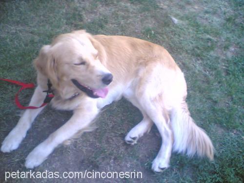 cincon Erkek Golden Retriever