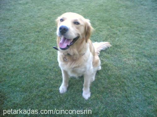 cincon Erkek Golden Retriever