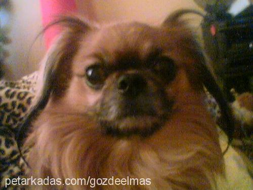 chucky Erkek Pekingese