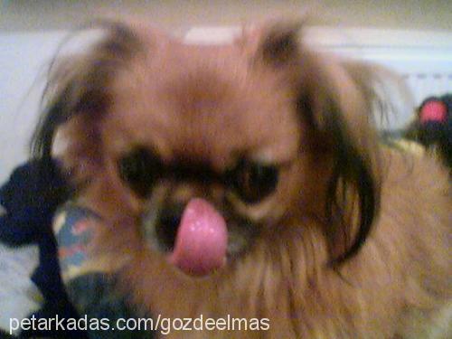 chucky Erkek Pekingese