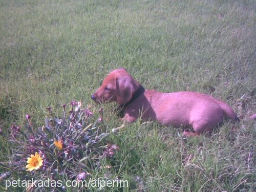 çiko Erkek Dachshund