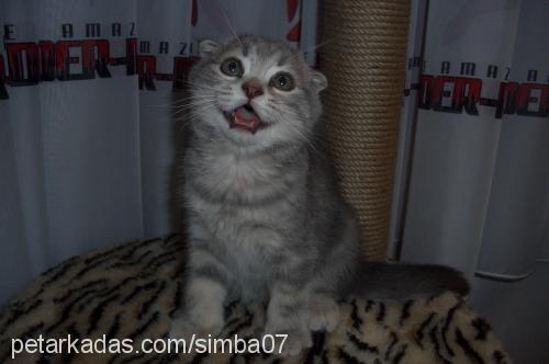 Simba Erkek Scottish Fold