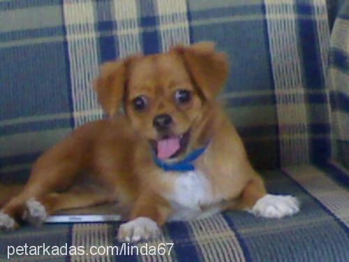 linda Dişi Tibetli Spaniel