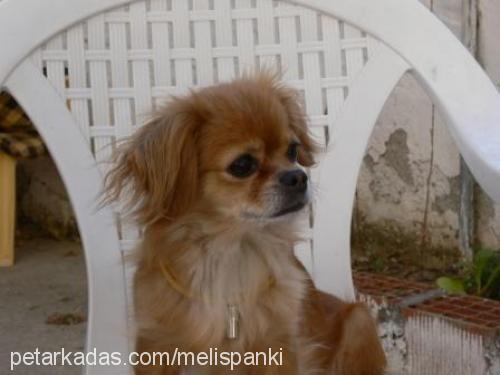 panki Dişi Pekingese