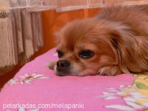 panki Dişi Pekingese