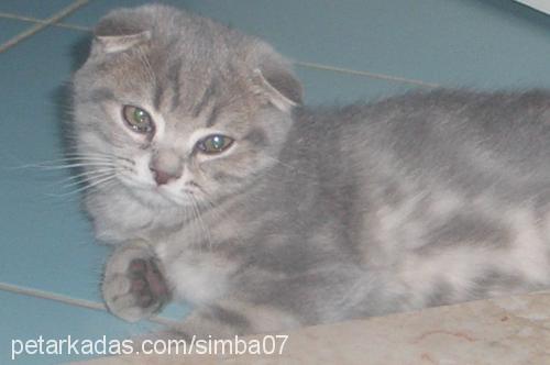 Simba Erkek Scottish Fold