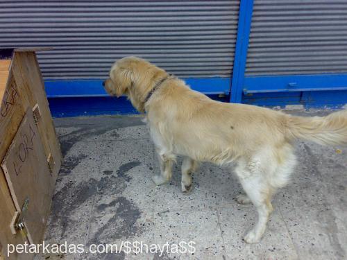 hayta Erkek Golden Retriever