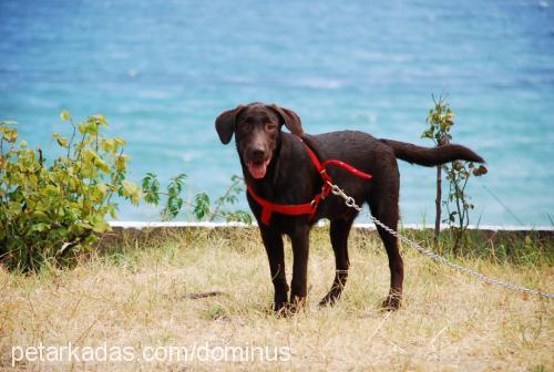 sufle Erkek Labrador Retriever