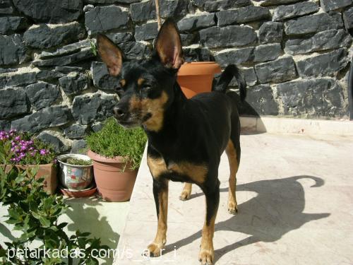 bidik Dişi Minyatür Pinscher