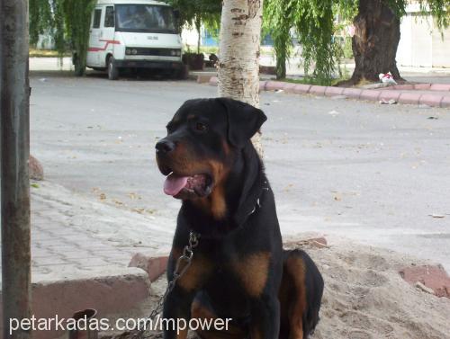 atlas Erkek Rottweiler