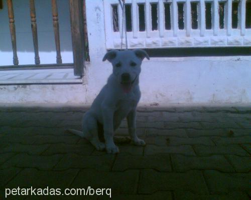 LiköR Dişi Labrador Retriever