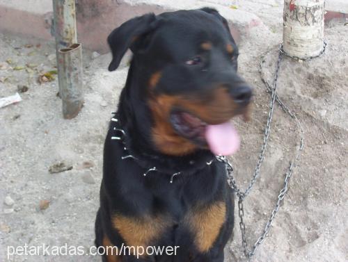 atlas Erkek Rottweiler